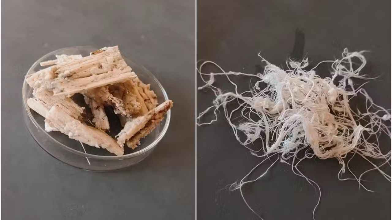 Conheça o projeto do estudante Thiago Alves, que usou o bagaço de cana para criar uma fibra biodegradável e conquistou vagas na USP, Unicamp e UFRJ.
