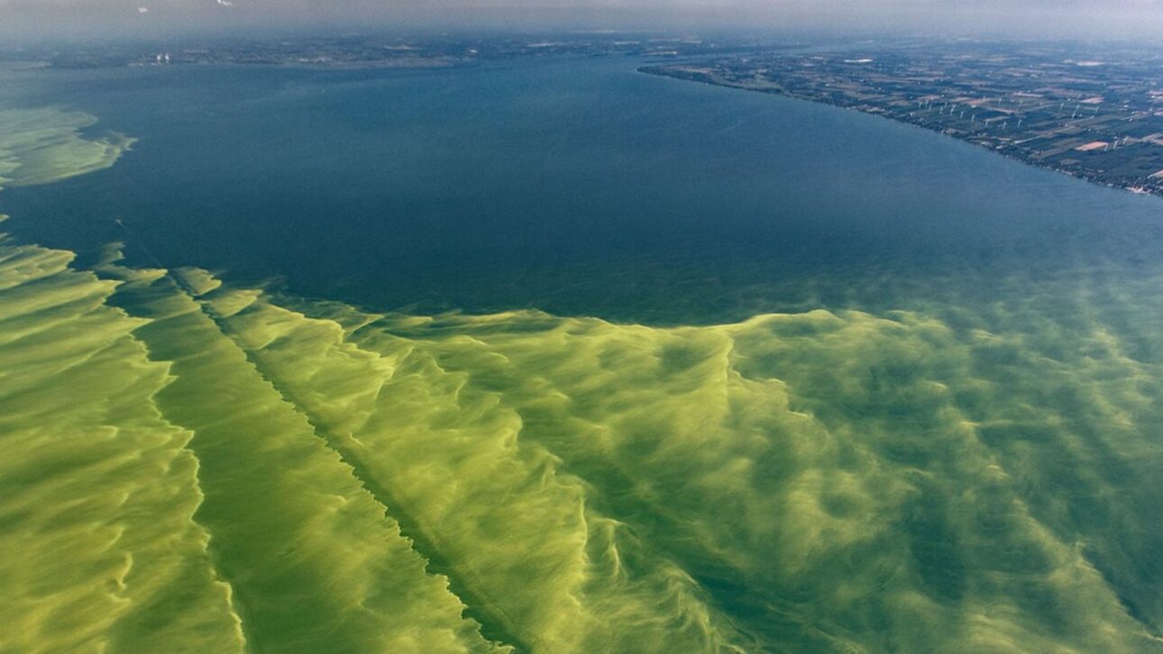 Large amount of green algae in Lake Erie, near an urbanized coastal area.