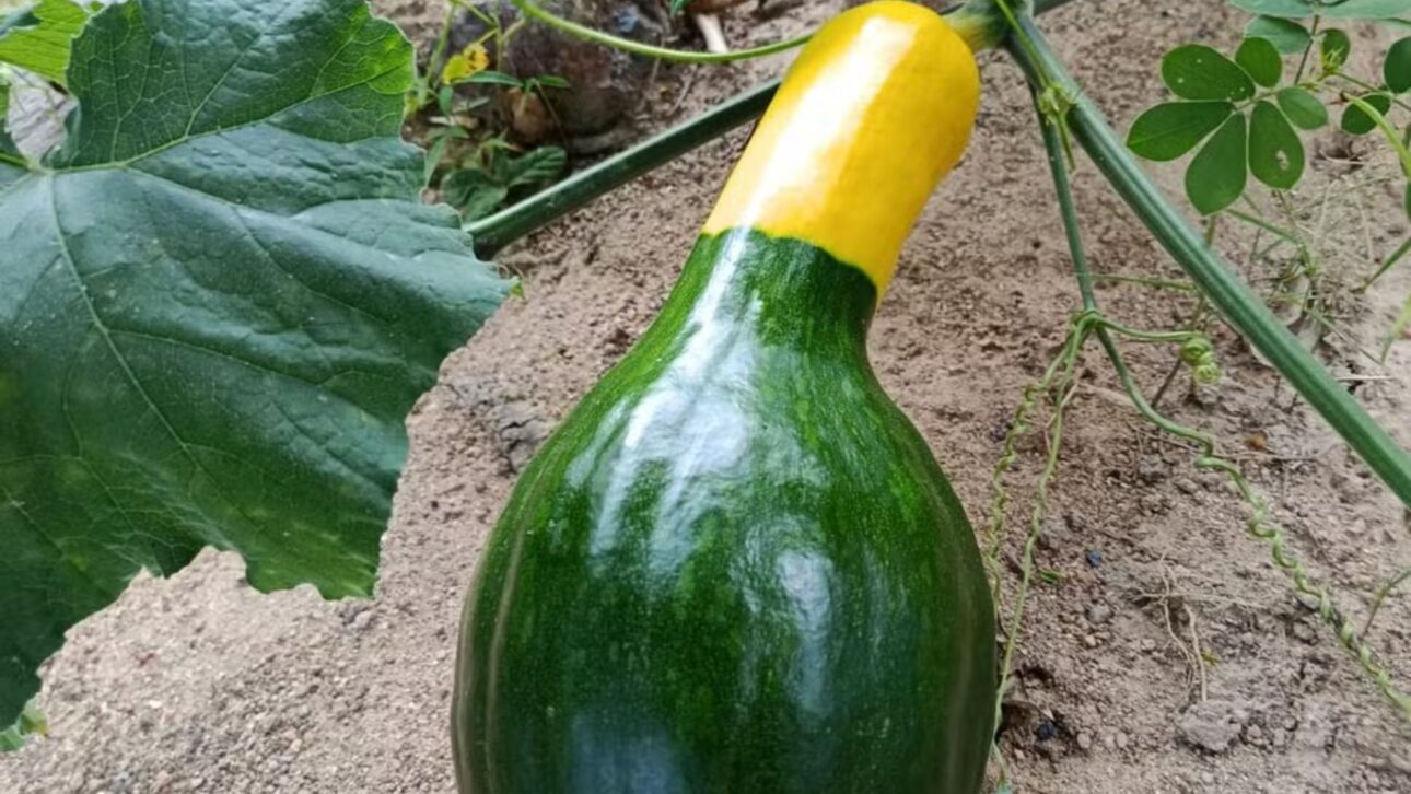 O jerimum da Copa, fruto verde e amarelo de Martins (RN), é a abóbora brasileirinha criada pela Embrapa em 2006 e lembra a bandeira do Brasil.