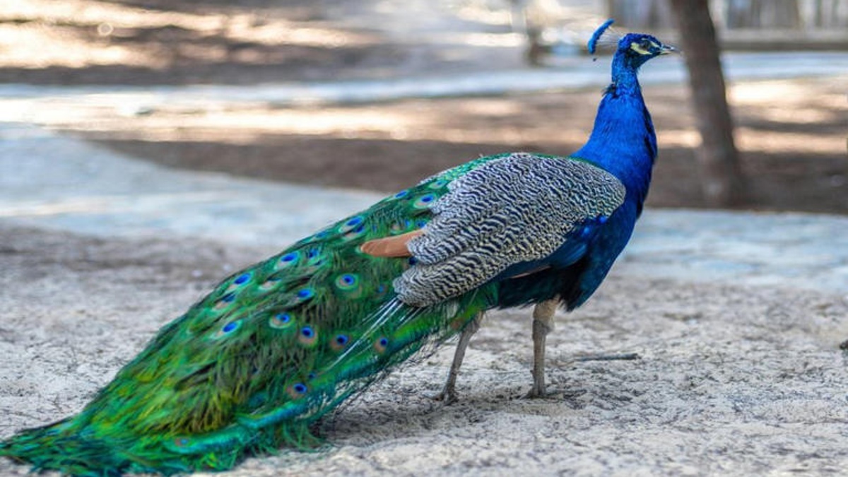 Peacocks take over tourist city, scratch cars and divide residents in unusual dispute