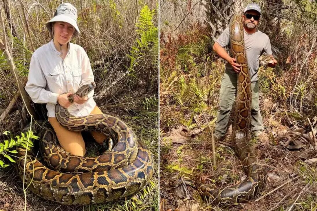 Pesquisadores seguram grandes pítons-birmanesas capturadas em área de vegetação na Flórida durante ação de controle de serpentes invasoras.