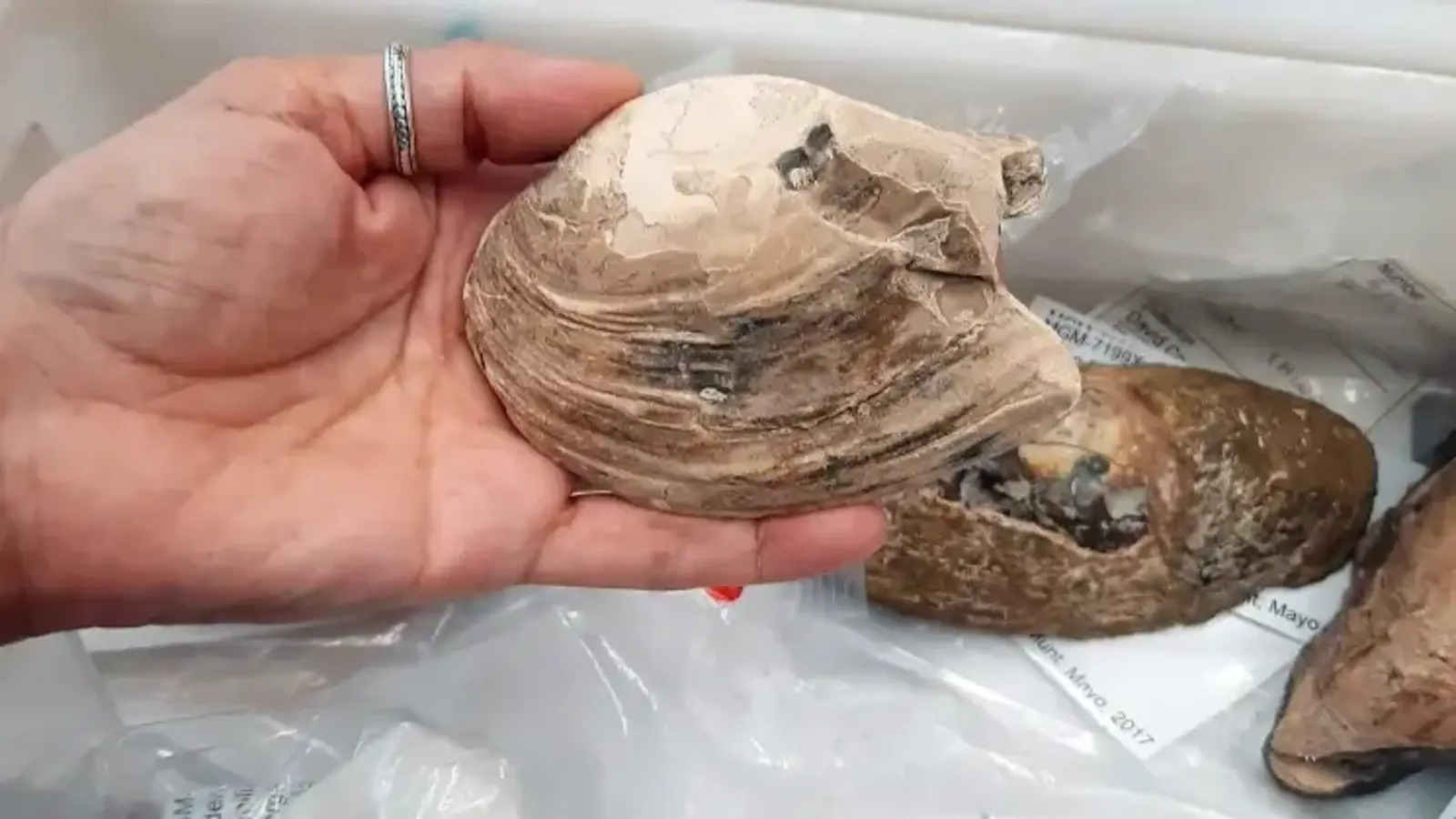 Cientistas encontram molusco fossilizado de 125 milhões de anos na Ilha de Wight com embriões, larvas microscópicas e até tecidos moles preservados dentro das brânquias