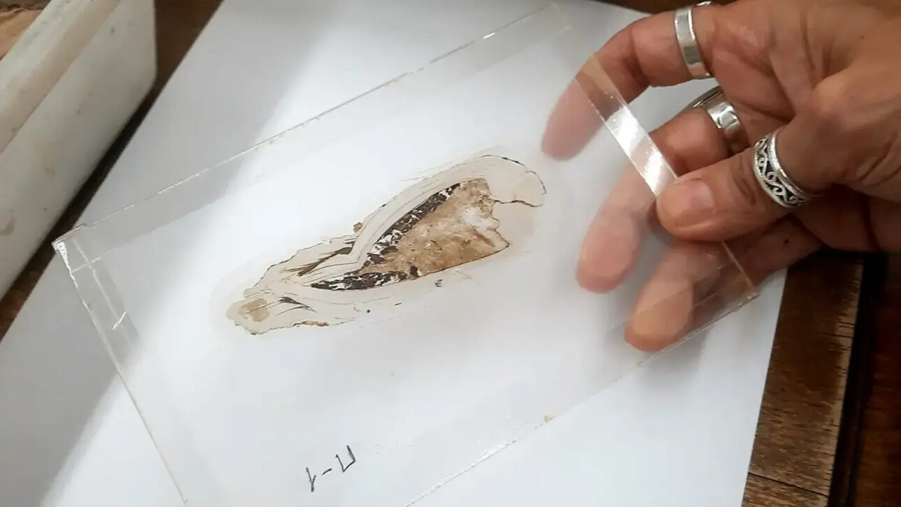 Cientistas encontram molusco fossilizado de 125 milhões de anos na Ilha de Wight com embriões, larvas microscópicas e até tecidos moles preservados dentro das brânquias