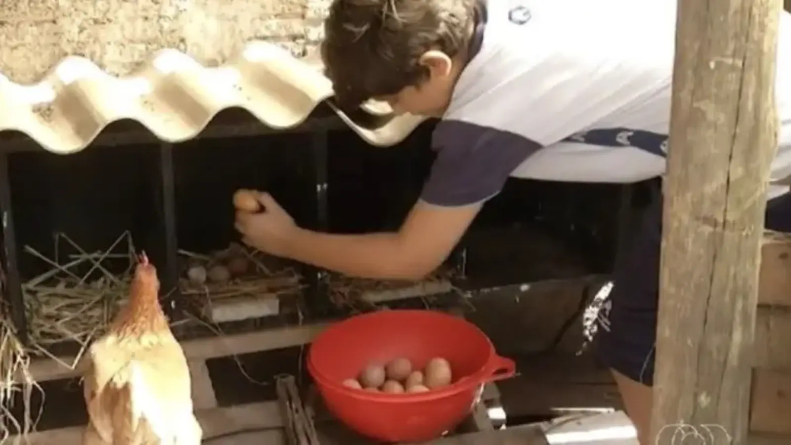 Jovem cria granja e vira exemplo