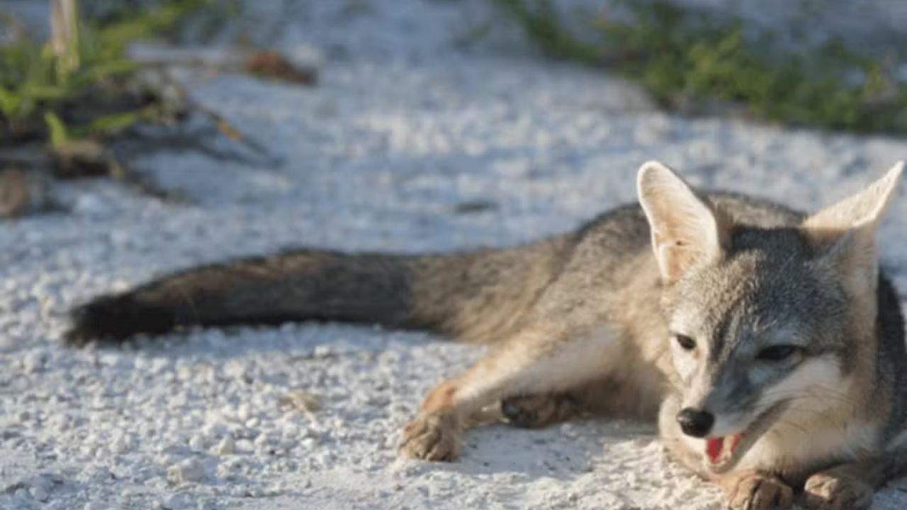 Rare Cozumel fox is recorded again after more than 20 years without visual confirmation, renewing expectations for its protection.