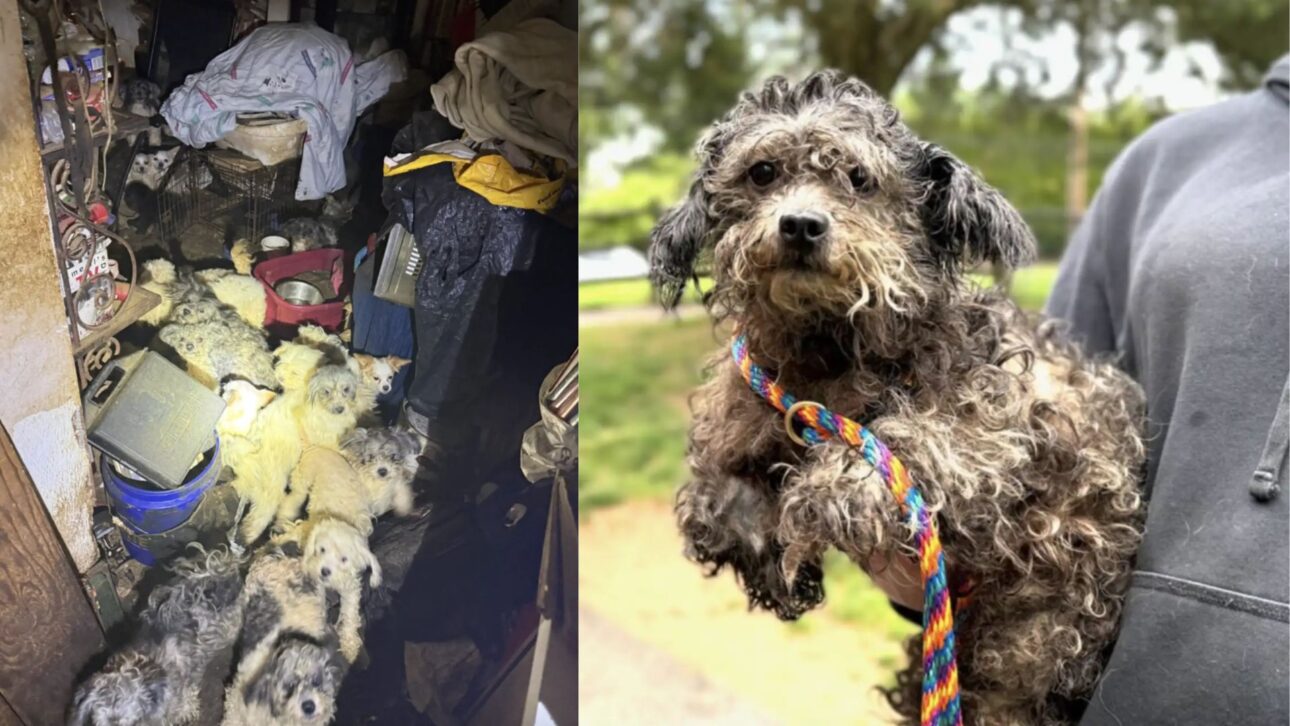 As equipes de resgate adotam uma abordagem tranquila, evitando movimentos bruscos que possam assustar ainda mais os animais – Crédito: Sociedade Protetora dos Animais do Vale de Brandywine.