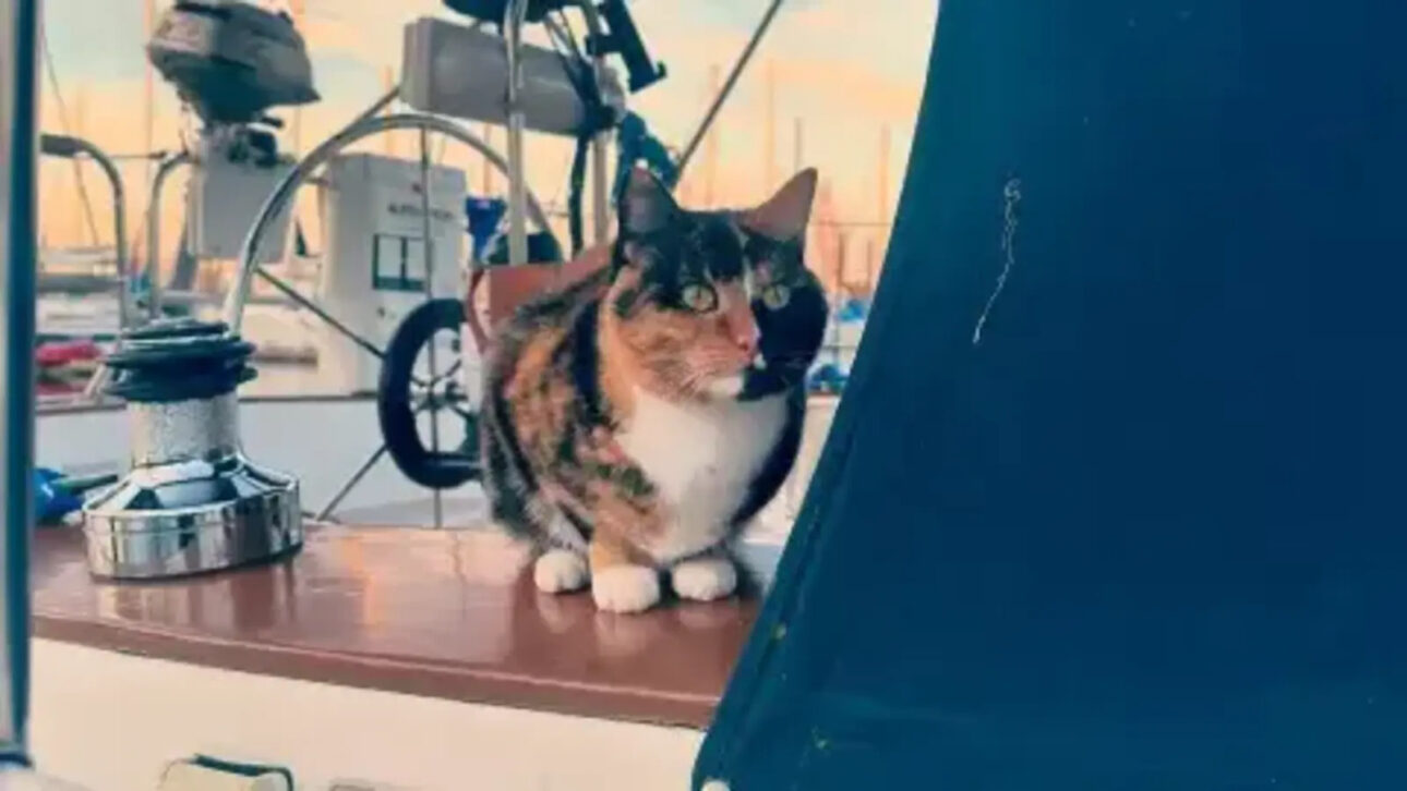 Aos 29 anos e cansado da vida presa ao trabalho e às contas, homem abandona emprego de 11 anos, vende seus pertences, usa a aposentadoria para comprar um veleiro e vai morar no mar com o gato