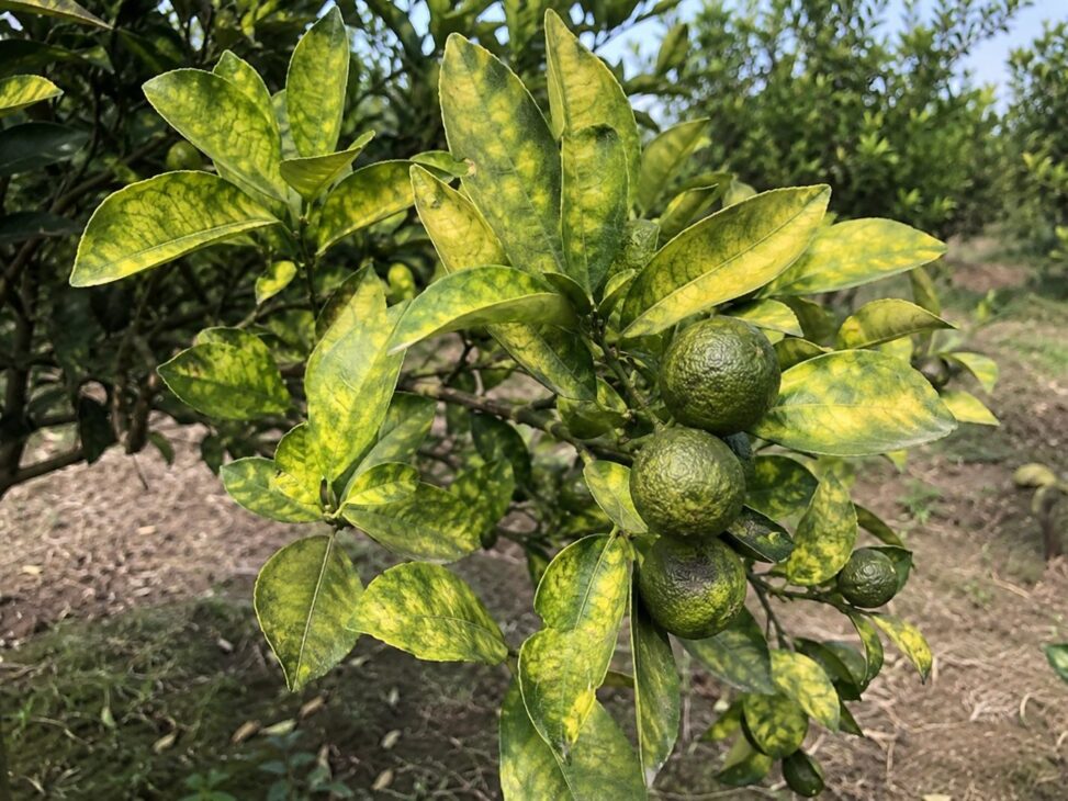 O greening deforma os frutos e mata as árvores, sem cura conhecida, e já devastou pomares dentro e fora do Brasil.