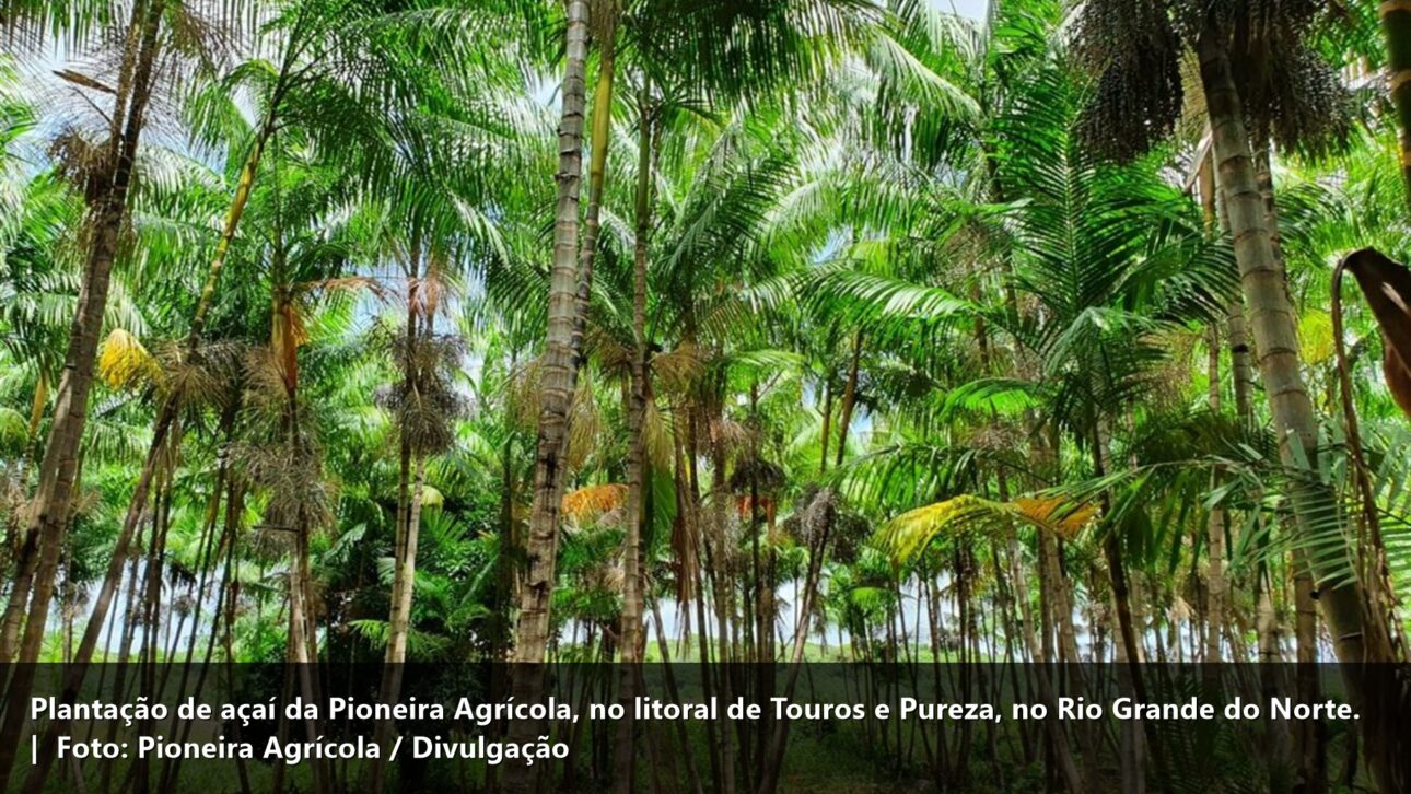 Plantação de açaí da Pioneira Agrícola (Touros/Pureza, RN)
