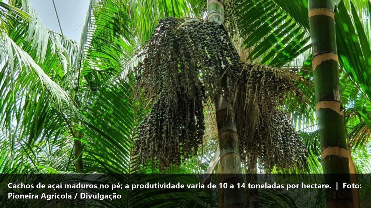 Cachos de açaí maduros no pé