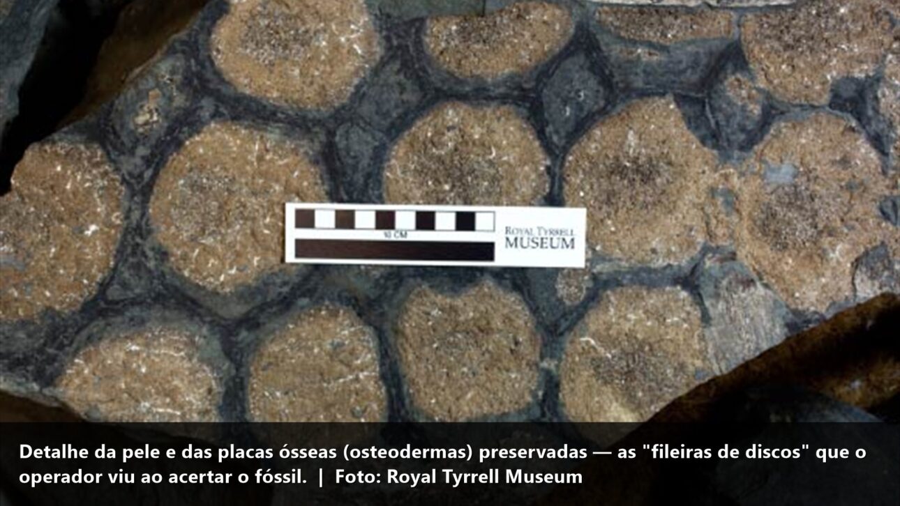 Detalhe da pele e osteodermas