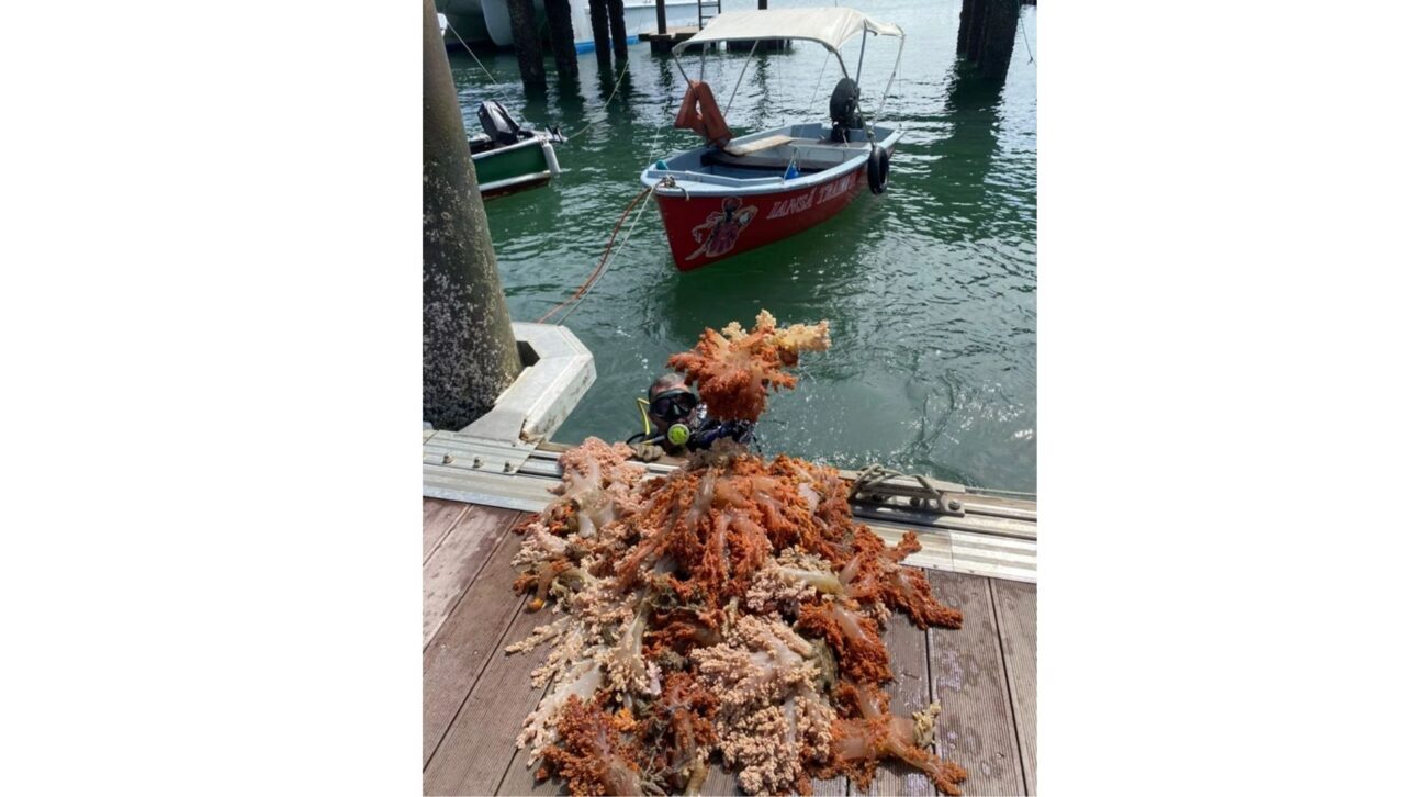 Mergulhadores da força-tarefa durante a retirada manual do coral invasor no fundo da baía. (Foto: Divulgação/Marinha do Brasil)