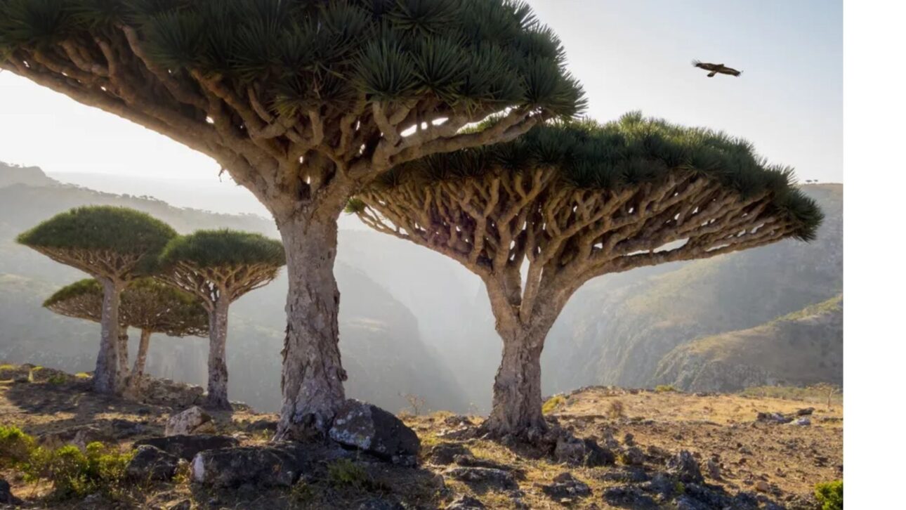A árvore sangue de dragão ( Dracaena cinnabari ) é uma espécie endêmica da ilha de Socotra, no noroeste do Oceano Índico.
(Crédito da imagem: John M Lund Photography Inc/Getty Images)