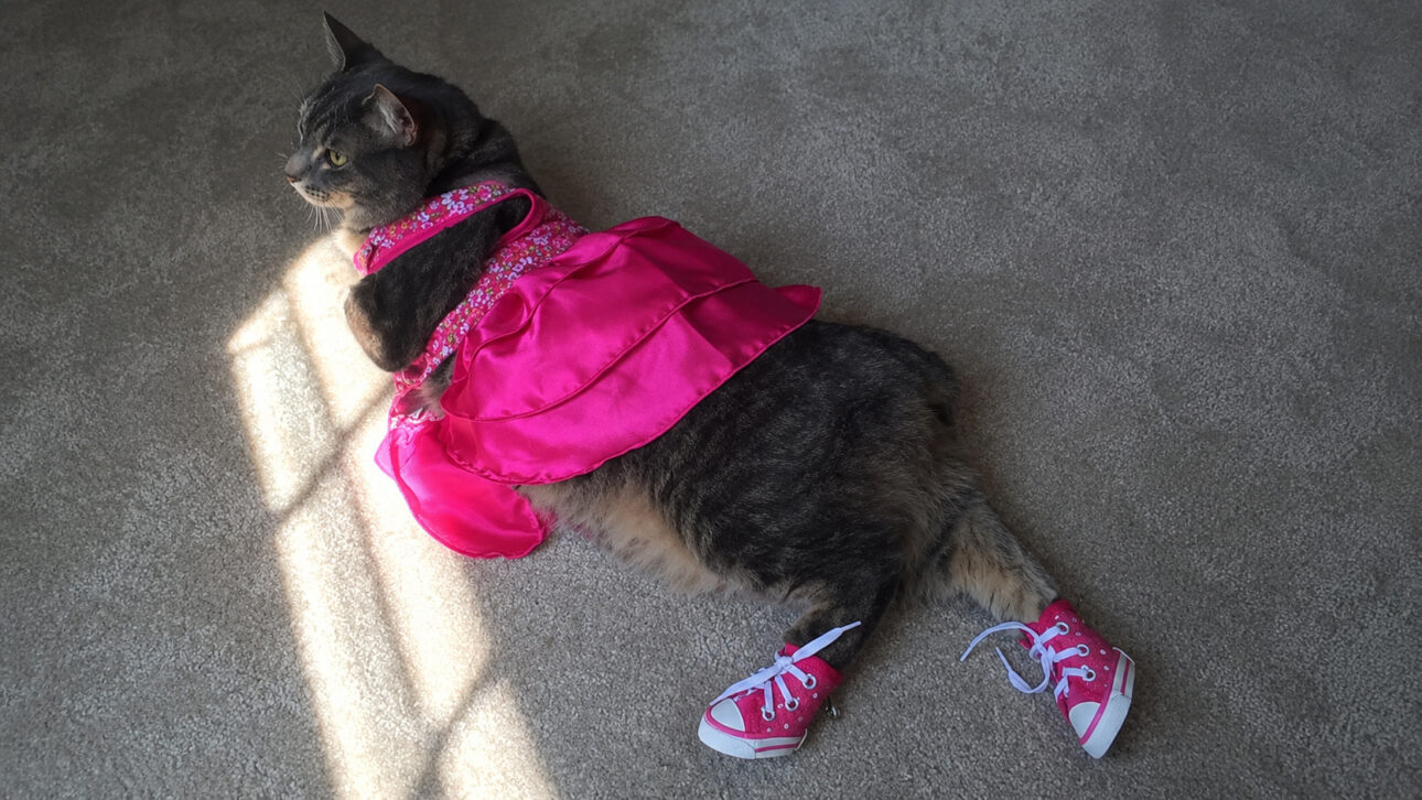 Gata cinza deitada sobre carpete, usando vestido rosa e tênis, em imagem ilustrativa inspirada no ensaio de formatura que viralizou.
