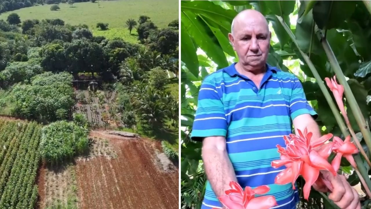 flores en Mato Grosso viran floricultura de R$ 6 mil por mes y palmeras pueden ampliar ingresos en la Chácara Massarotto 2.