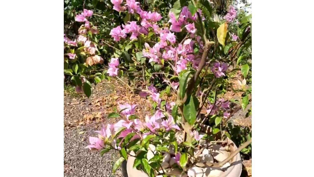 flores en Mato Grosso viram floricultura de R$ 6 mil por mês e palmeiras podem ampliar renda na Chácara Massarotto 2.