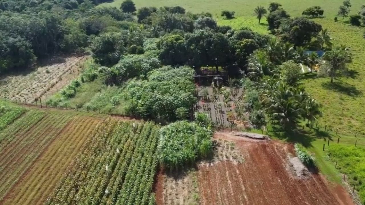 flores en Mato Grosso viram floricultura de R$ 6 mil por mês e palmeiras podem ampliar renda na Chácara Massarotto 2.