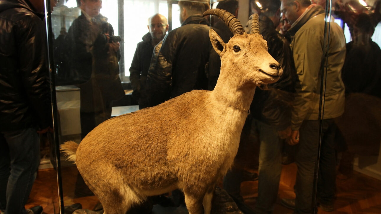 Stuffed Bucardo in museum display, observed by visitors, illustrating the history of the extinct species.