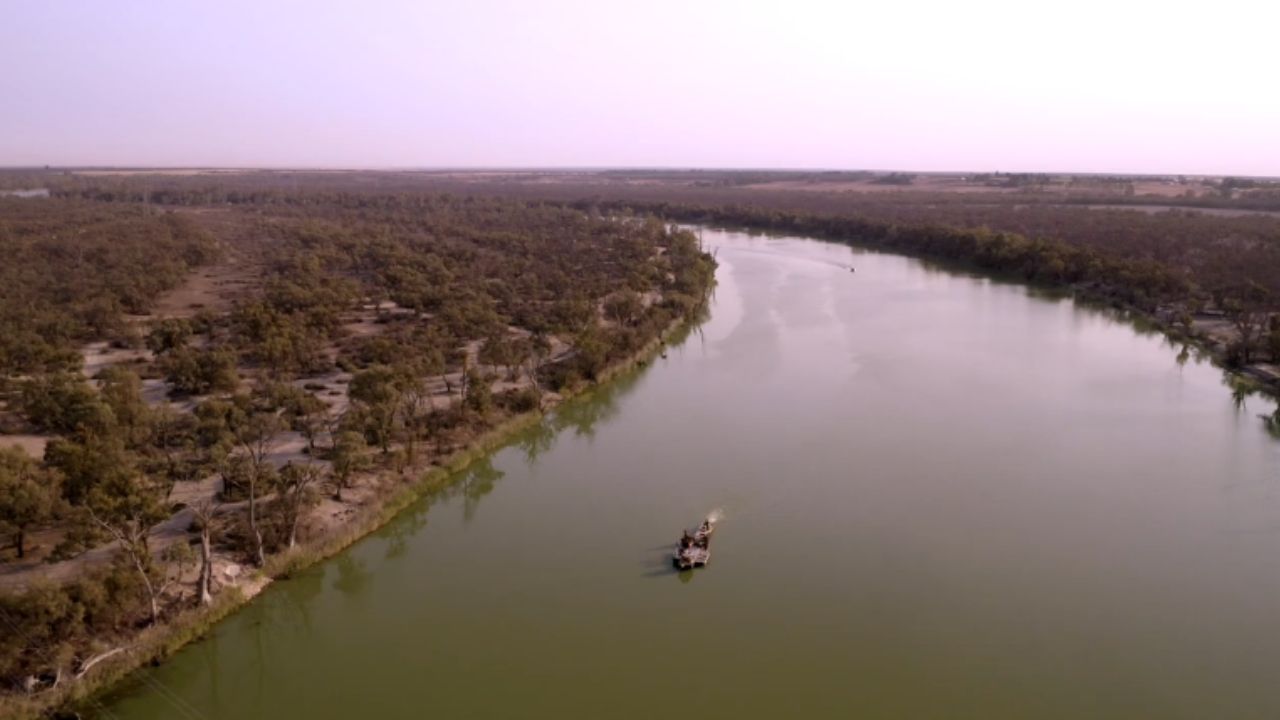 Árvores mortas no rio Murray mostram restauração fluvial com habitat lenhoso e engenharia ambiental.