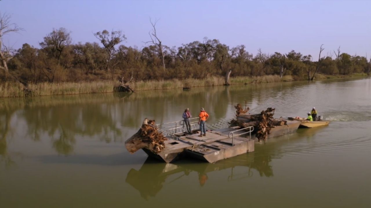 Árvores mortas no rio Murray mostram restauração fluvial com habitat lenhoso e engenharia ambiental.