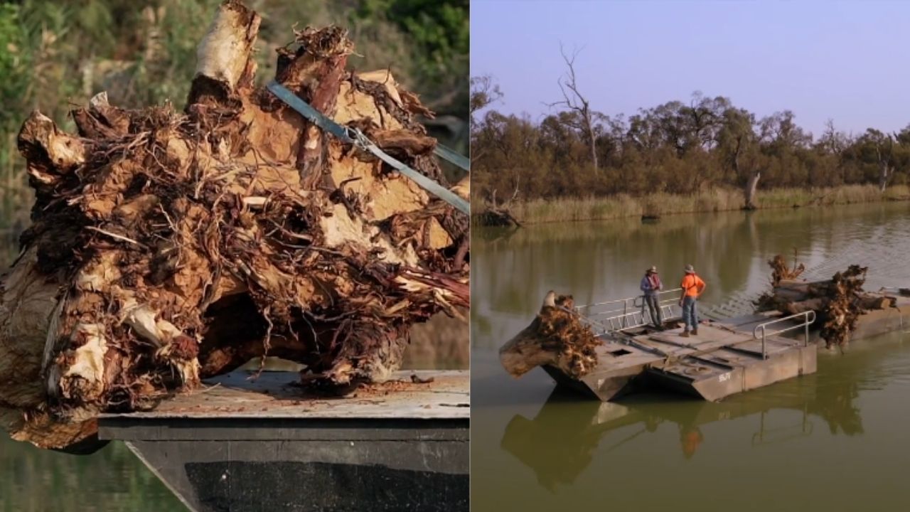 Austrália devolveu 4.450 árvores mortas ao rio Murray após décadas de remoção, reconstruiu estruturas naturais dentro da água e mostrou que recuperar um rio gigante pode depender (5)