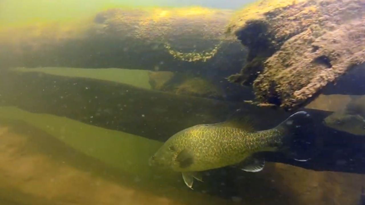 Árvores mortas no rio Murray mostram restauração fluvial com habitat lenhoso e engenharia ambiental.
