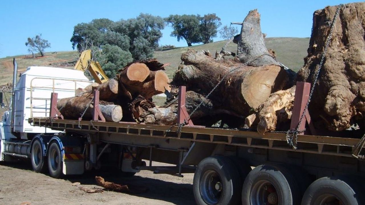 Árvores mortas no rio Murray mostram restauração fluvial com habitat lenhoso e engenharia ambiental.