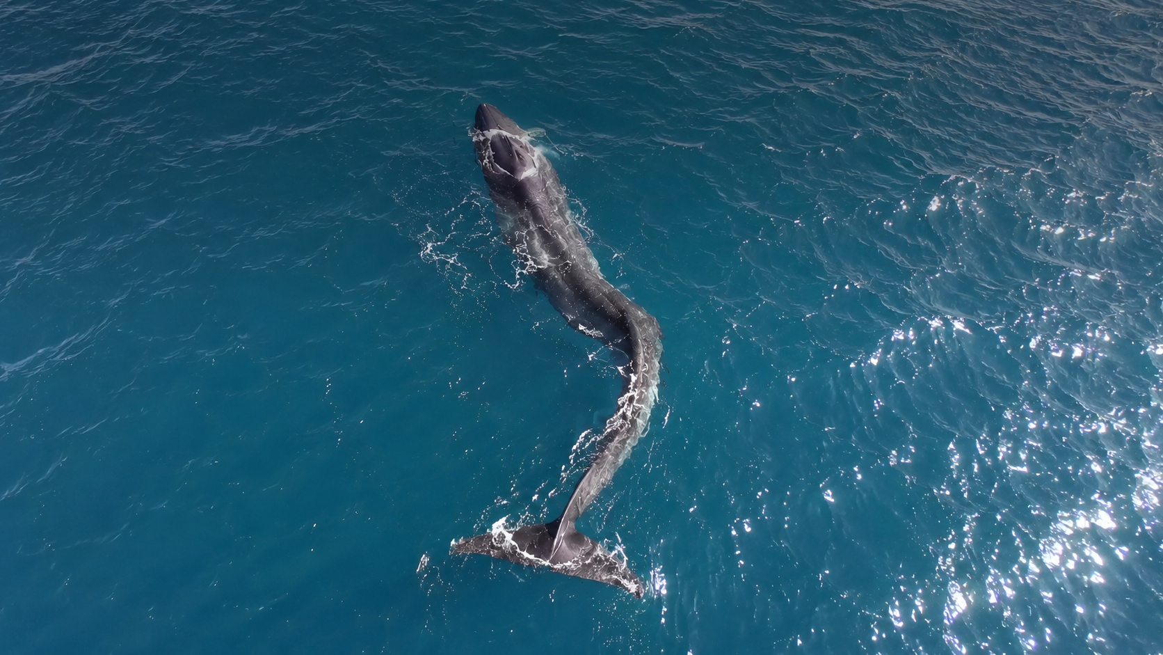 Baleia-comum com grave curvatura na coluna nada próxima à superfície durante monitoramento aéreo realizado na costa de Valência, na Espanha.