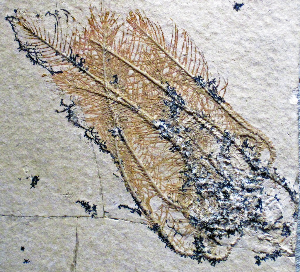 Fóssil de crinoide detalhado preservado em rocha calcária