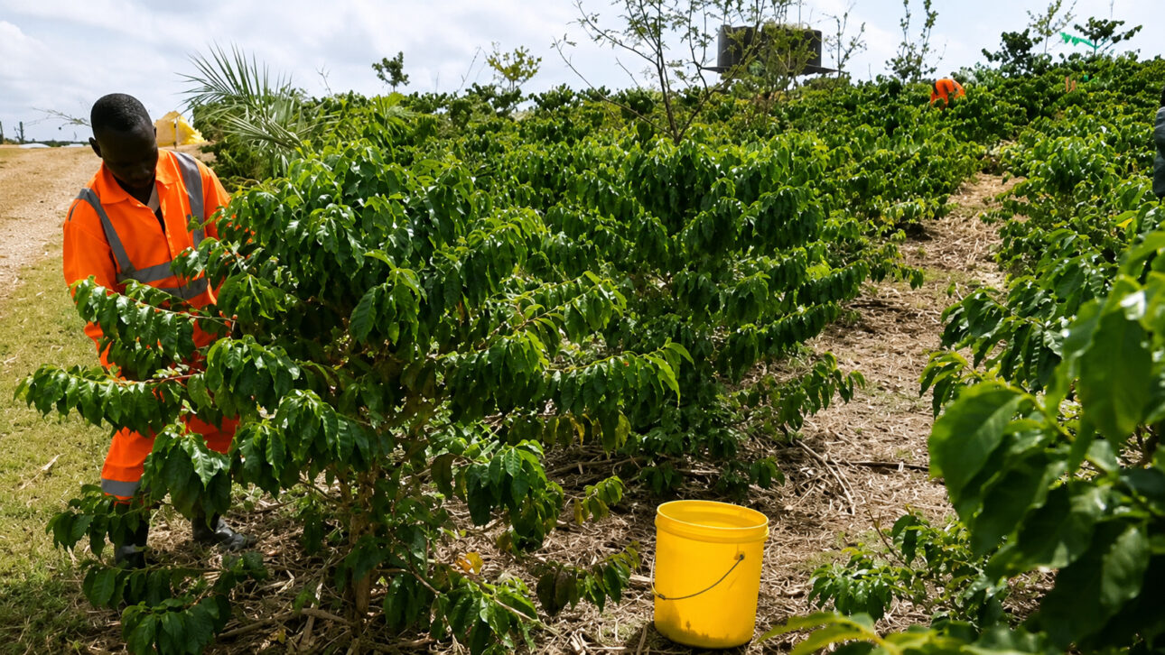 Organic coffee gave productive value to the old quarry