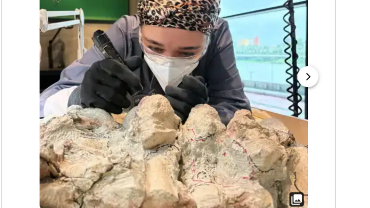 Em laboratório aberto ao público, 2 mil pessoas restauram um anfíbio pré-histórico de quase seis metros que pode virar a maior peça da espécie em um museu