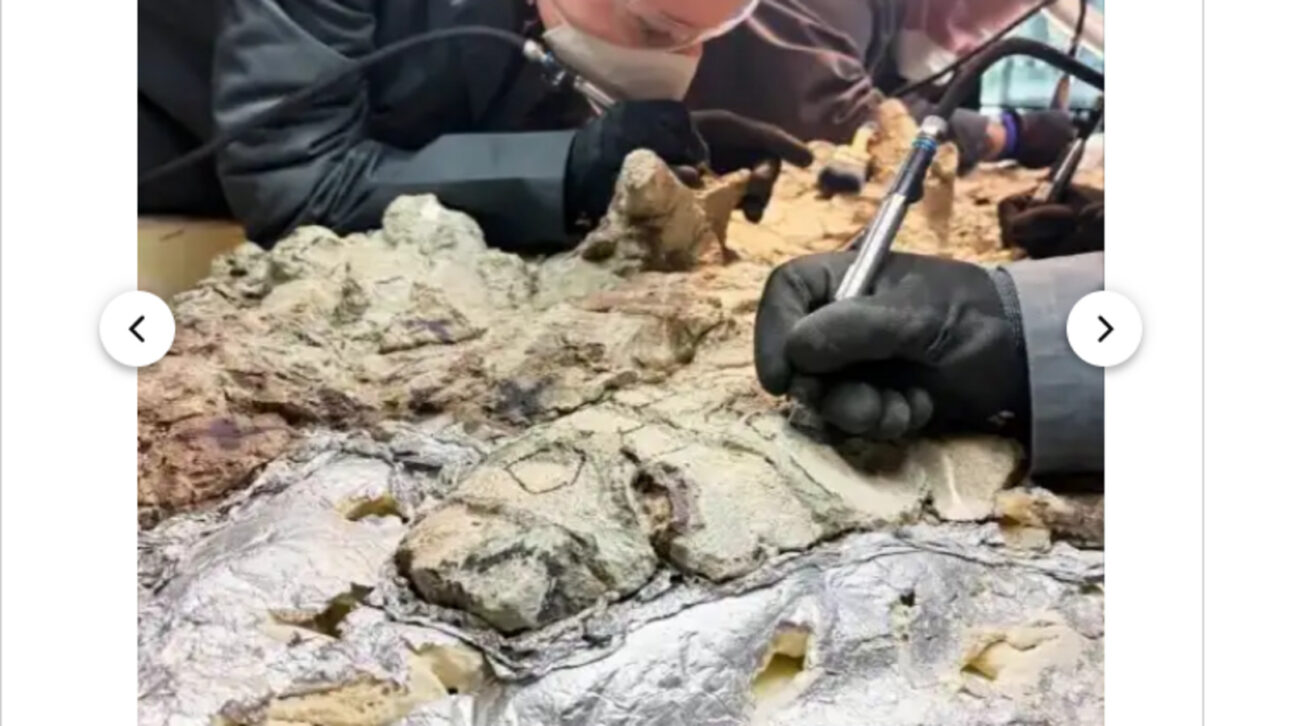 Em laboratório aberto ao público, 2 mil pessoas restauram um anfíbio pré-histórico de quase seis metros que pode virar a maior peça da espécie em um museu