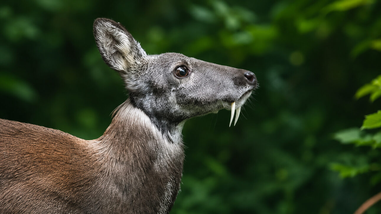 Cervo almiscarado macho com longas presas naturais em perfil, em meio à floresta, espécie ameaçada de extinção redescoberta no Afeganistão após décadas sem registros científicos.