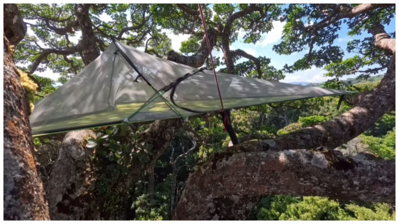 Adventurer climbed a giant strangler fig alone in Costa Rica and slept in the canopy: see the climb and the biology of this tree in nature.