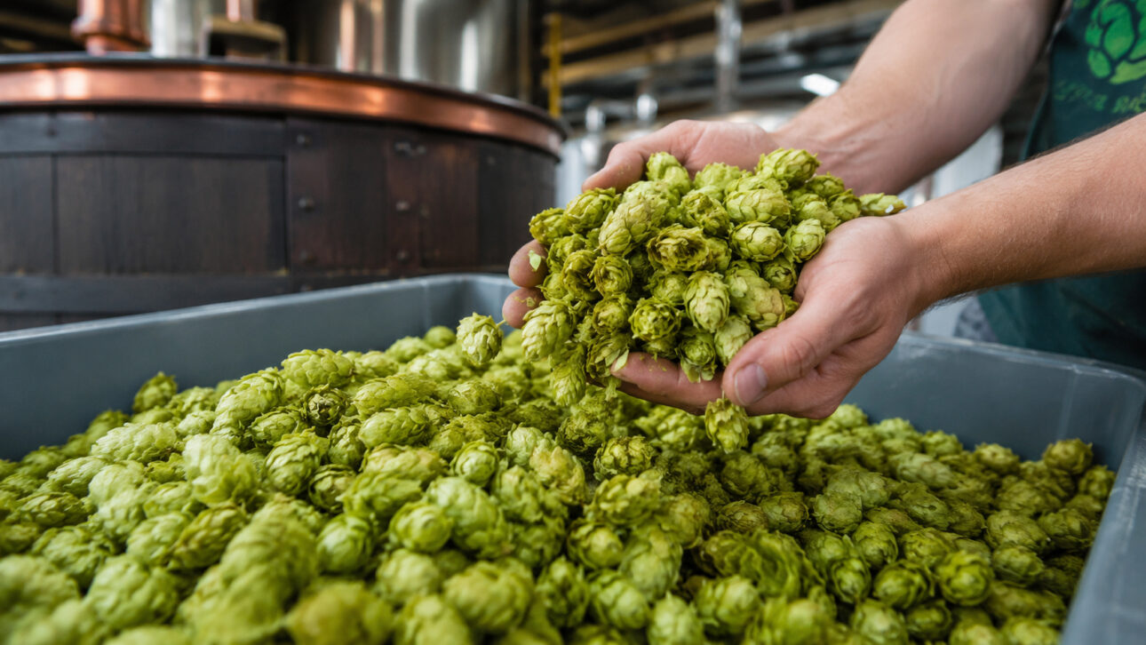Hands holding green hop flowers over a container in a brewery, representing the production of beer's raw material.