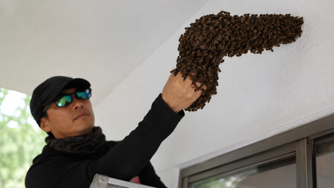 Hombre retira colmena de abejas pegada al techo con las manos durante acción de reubicación en Singapur.