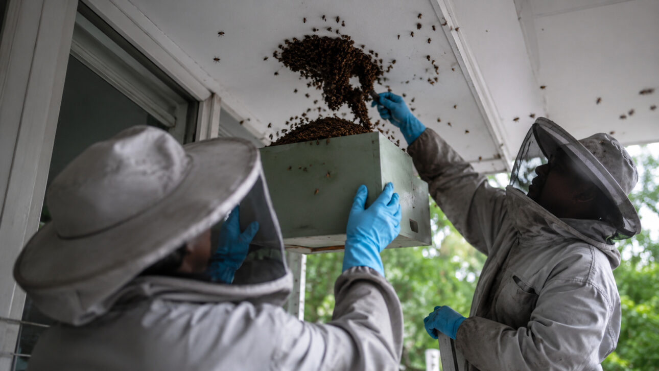 Dos apicultores con ropa de protección y guantes azules recogen enjambre de abejas en una caja bajo el techo de una terraza.
