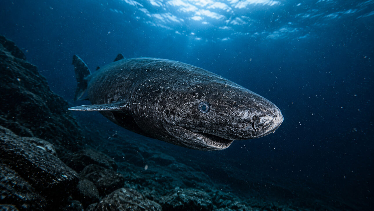 Tubarão da Groenlândia em close nas profundezas do oceano, com pele escura e rugosa, nadando em ambiente gelado e rochoso.