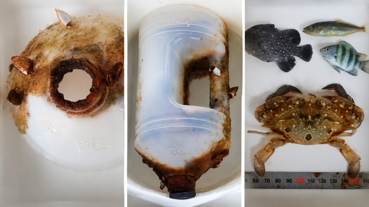 Imagem mostra montagem com garrafa plástica suja, cracas, peixes e caranguejo analisados em estudo sobre poluição marinha.