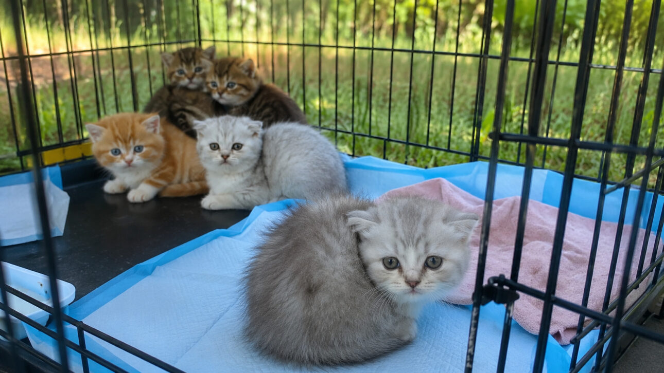 Kittens inside a protective box, in an illustrative image about the rescue of animals found in an unsanitary house in Long Island.