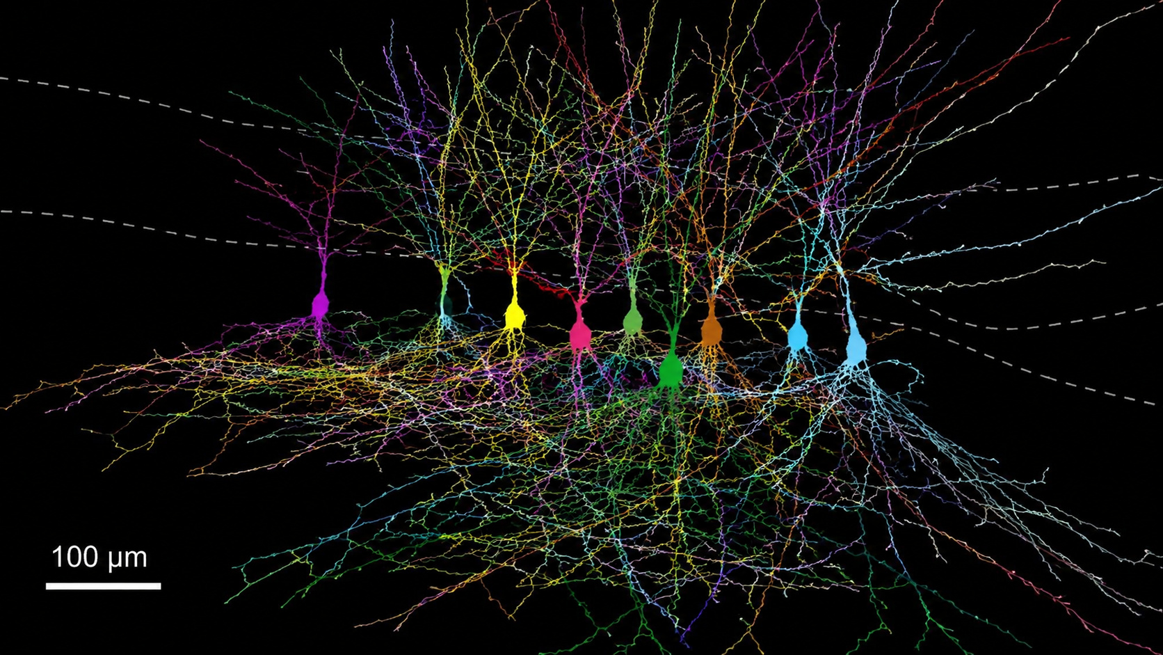 Ilustração científica mostra neurônios coloridos e altamente interconectados no hipocampo, representando as redes neurais estudadas para explicar por que as memórias da primeira infância desaparecem.