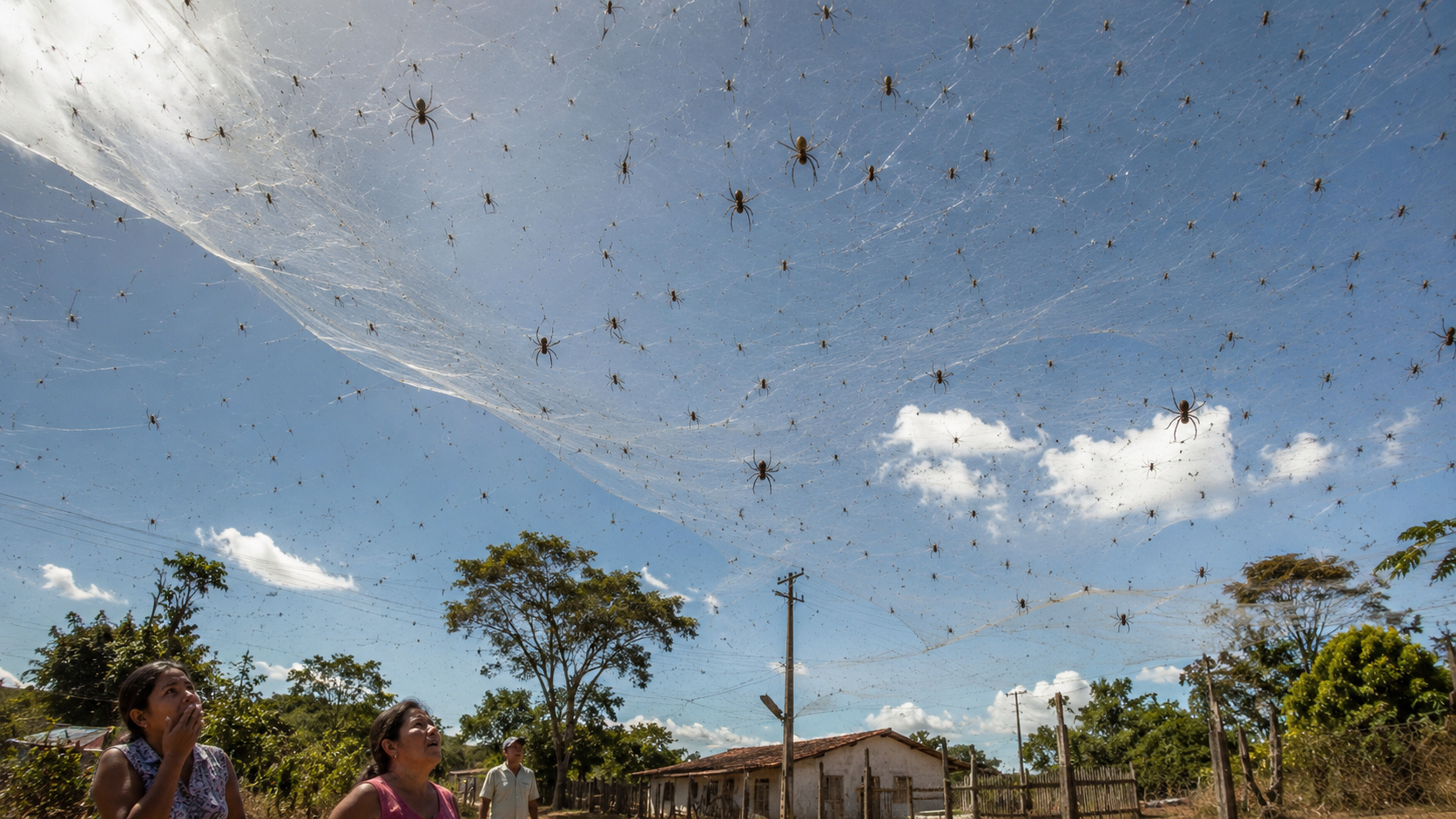 "Chuva" de aranhas apareceu no céu de Minas Gerais e assustou moradores durante fenômeno raro, mas a explicação está em teias gigantes quase invisíveis que deixam centenas de aracnídeos suspensos no ar