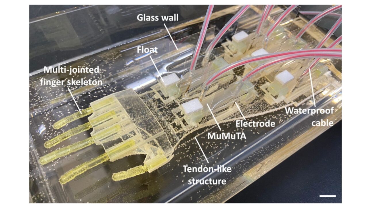 The biohybrid hand (scale: 1 cm). The MuMuTAs are mounted on the forearm of the hand, one pair for each finger. Gold electrodes inserted on both sides of each MuMuTA conduct an electric current, which contracts the muscles with variable force. A cable-driven mechanism in the hand converts the linear muscle contractions into rotational movements for the joints. © X. Ren, Y. Morimoto and S. Takeuchi, 2025/ Science Robotics