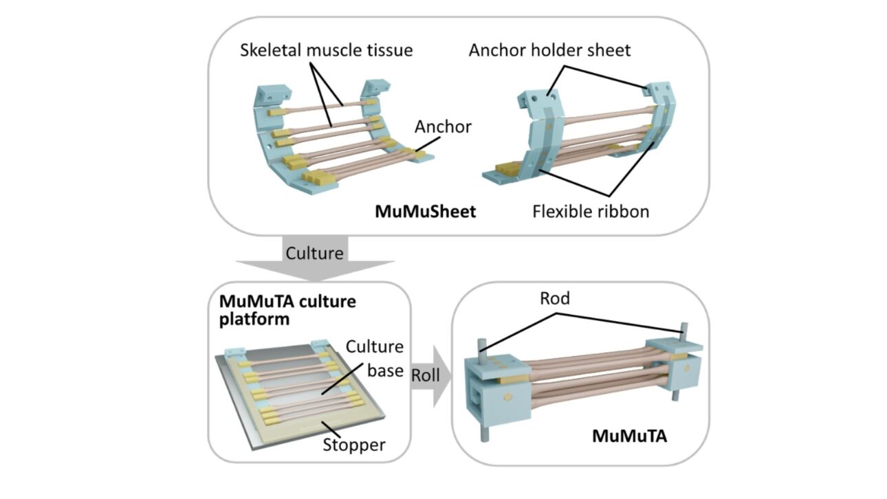 Manufacturing of MuMuTAs. A MuMuTA consists of multiple thin muscle tissues, each thin enough to prevent central necrosis, or tissue loss. The contraction ability of the MuMuTA is enhanced by the high alignment of the tissue fibers, which were cultivated on a flat surface. Rolling this sheet-like structure into a three-dimensional shape minimizes variation between individual muscle tissues, allowing for superior contractility. © X. Ren, Y. Morimoto and S. Takeuchi, 2025/ Science Robotics