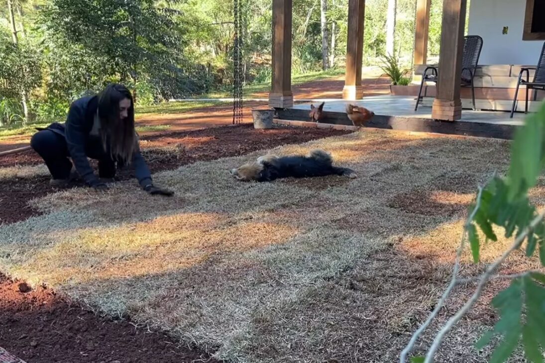 Casal transforma frente da chácara com as próprias mãos: gramado novo, jardim de lavanda e quintal renovado sem contratar ninguém. Veja como Paulo e Natália fizeram.