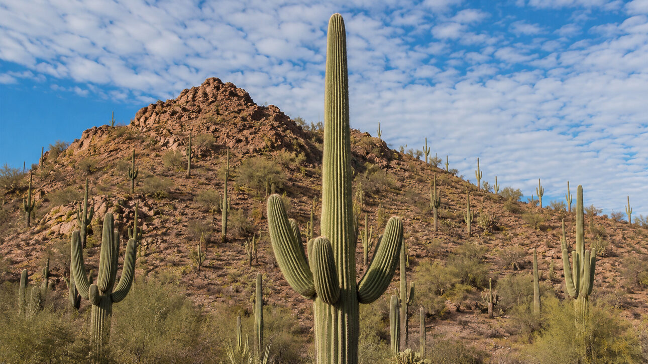 O saguaro não é apenas um reservatório de água. Ele também funciona como uma base ecológica para vários animais do Deserto de Sonora