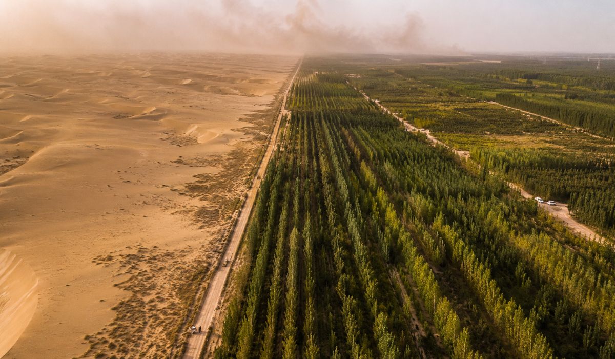 Estudo compara florestas plantadas e naturais na China e aponta crescimento mais rápido em áreas da Grande Muralha Verde chinesa. (Imagem: Ilustrativa)
