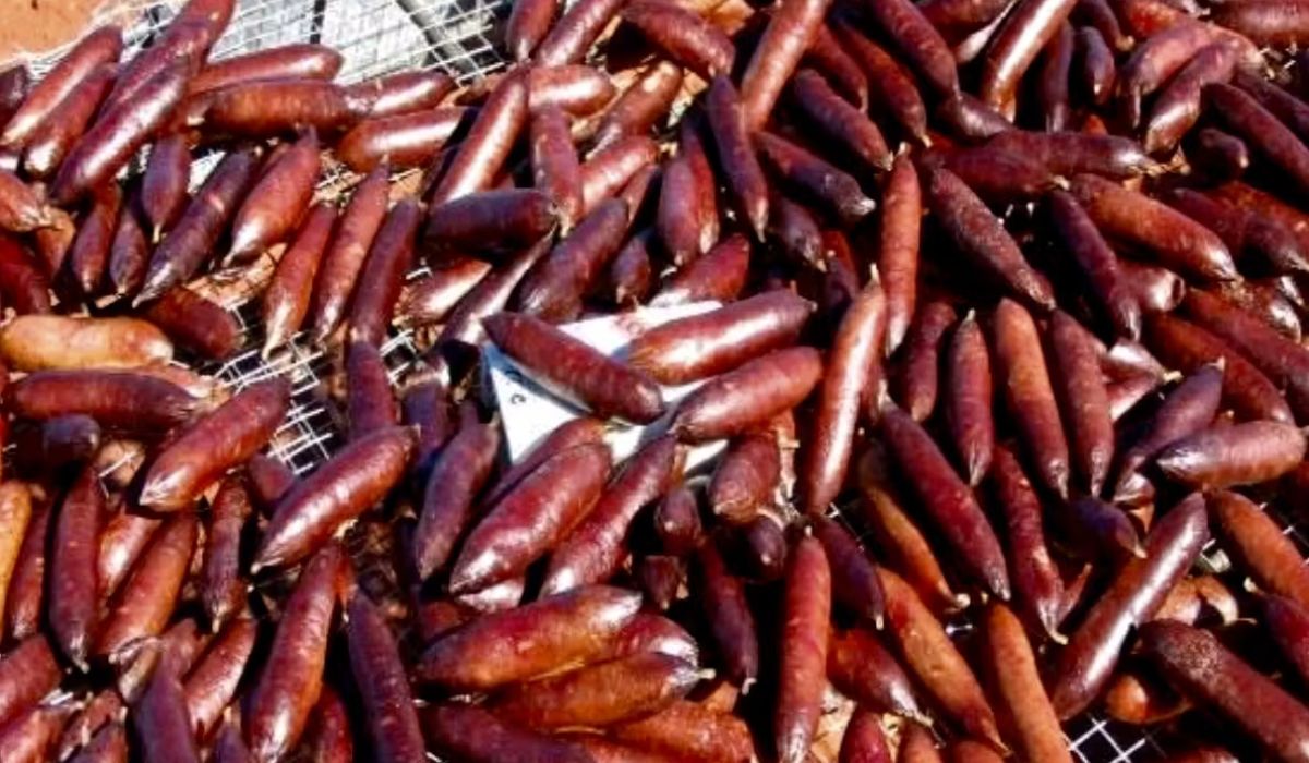 The sausages are made from kangaroo meat, chicken fat, and flavorings to attract feral cats. Image: Screenshot via Dave Algar/Department of Biodiversity, Conservation and Attractions.
