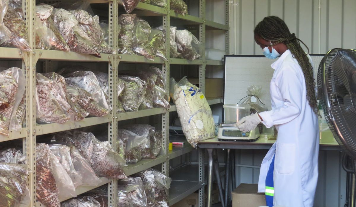 Os resíduos do cultivo de cogumelos-ostra em plantas invasoras de arbustos serão utilizados para produzir blocos de construção. Foto: Ester Mbathera