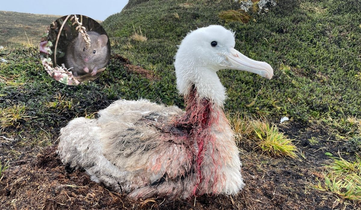 Devastating injuries on a wandering albatross chick on Marion Island caused by house mice; Image: Rhiannon Gill and Vanessa Stephen